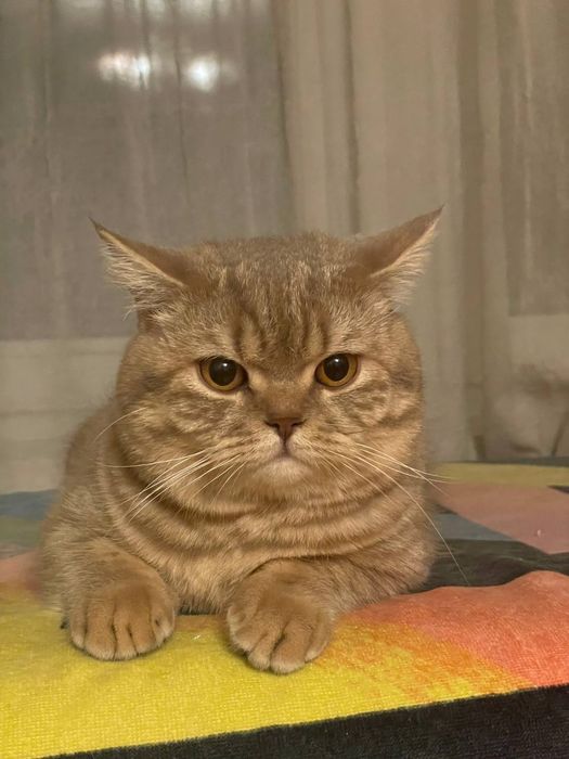 Шотландський прямовухий кіт для в'язки.. Скотіш-страйт, злучка.