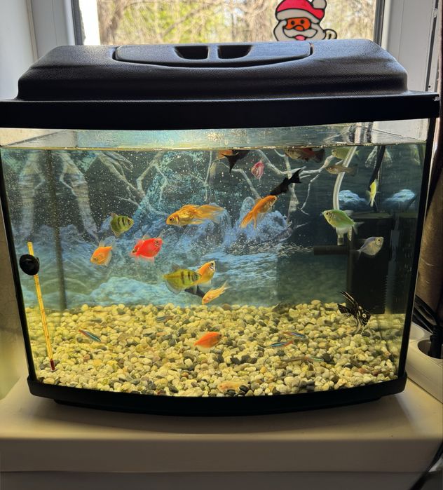 Аквариум 30л.