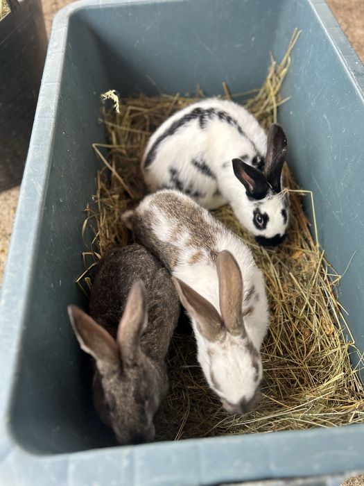 Кролі ,2 місячні по штучно