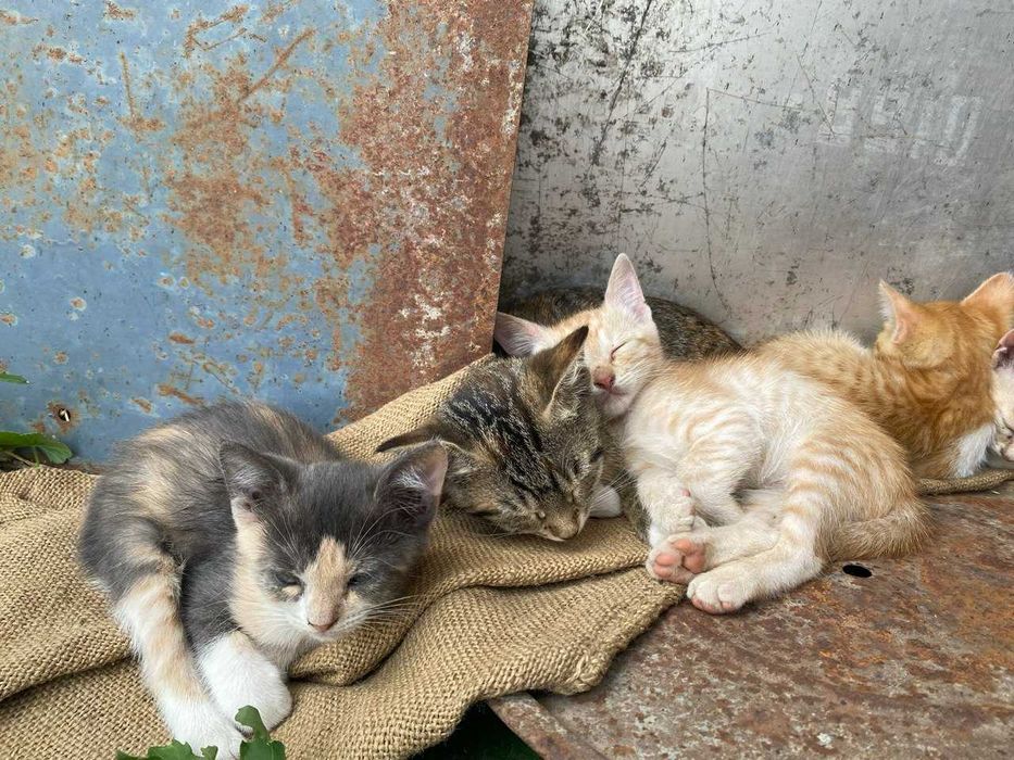 Безкоштовно віддам кошенят хорошим господарям