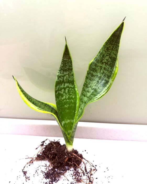 Сансевієрія (суперба, блек драгон)