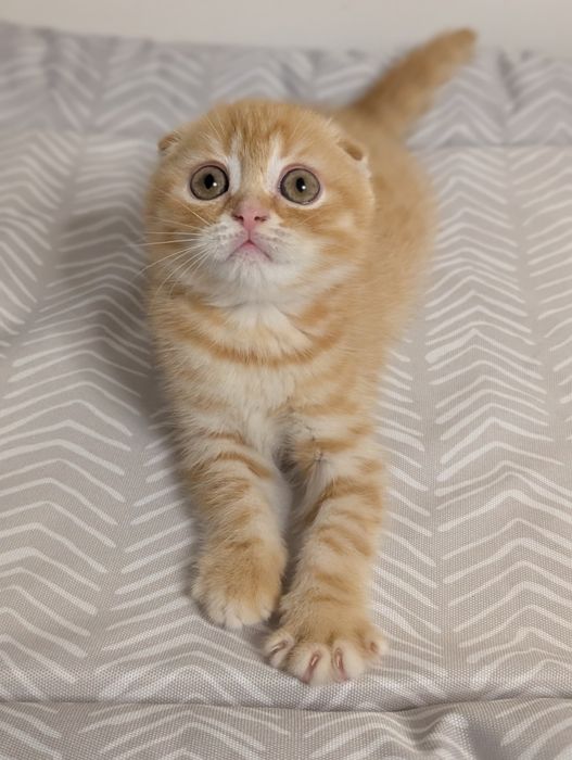 Шотландський хлопчик Вінні