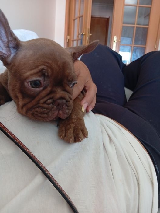 Bulldog francês fêmea chocolate