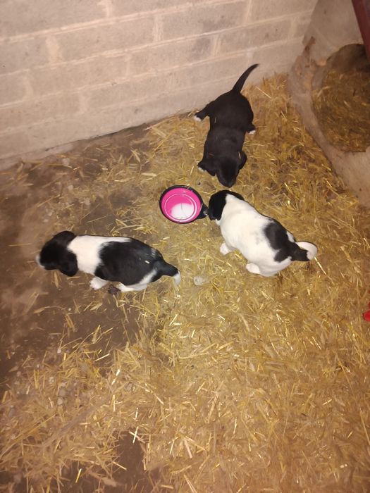 Szczeniaki do oddania