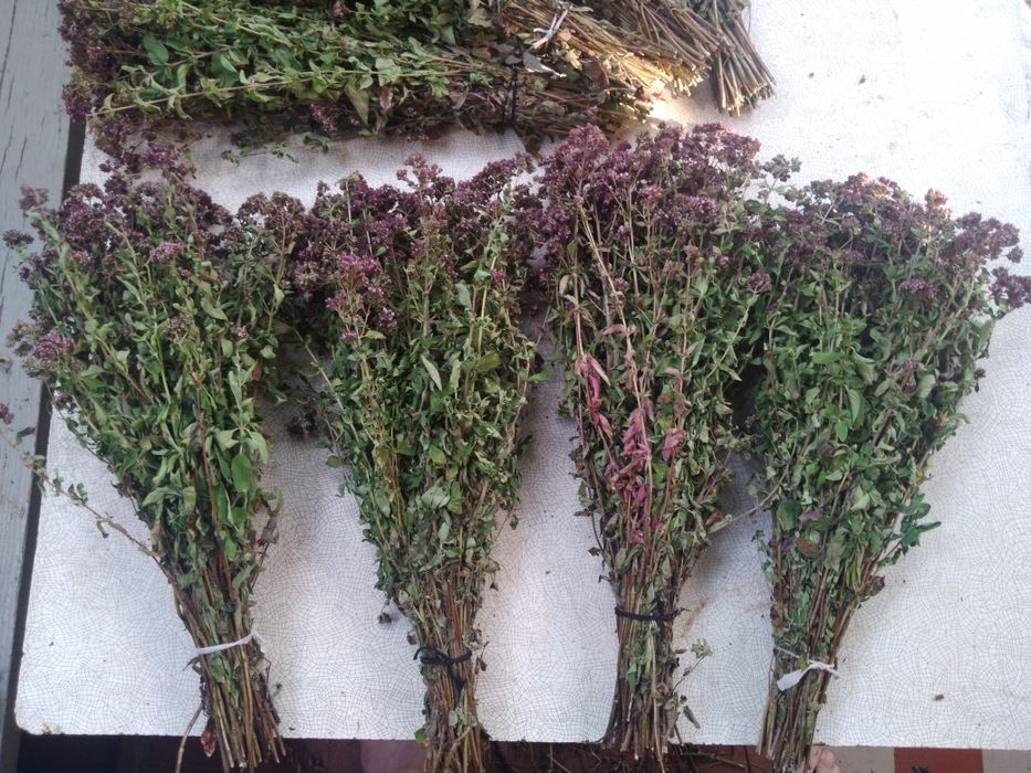 Сухоцвіт материнка віники  - пучечки