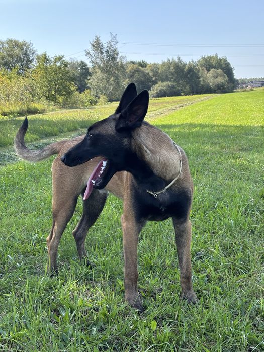 Owczarek Belgijski Malinois - FCI piesek 6 miesięcy