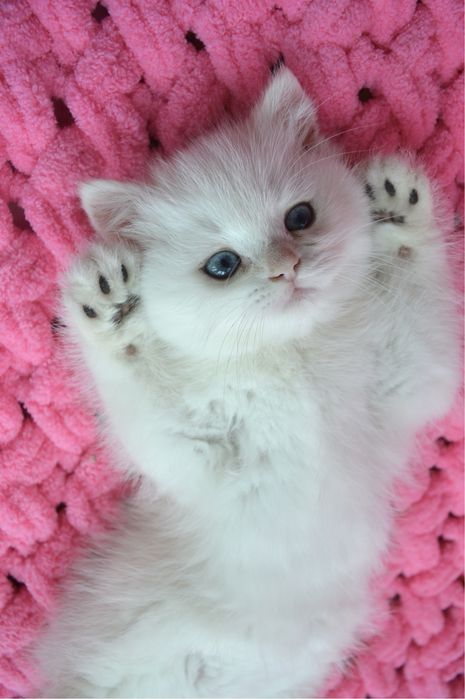 Британские котята золотая шиншилла