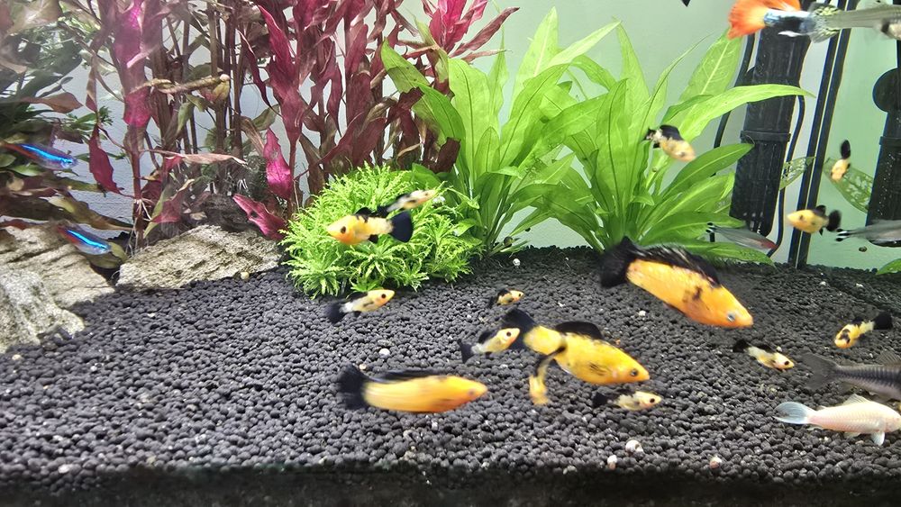 Molly leopardo varios tamanhos