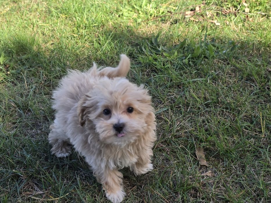 Maltipoo szczenię    z metryką