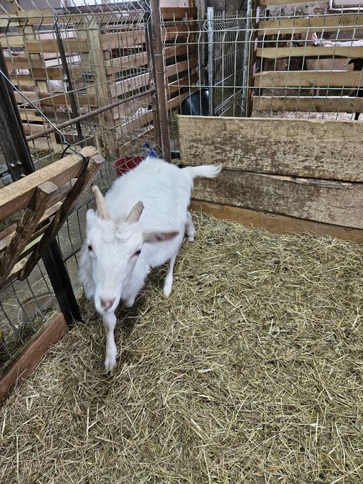 Sprzedam młode kózki