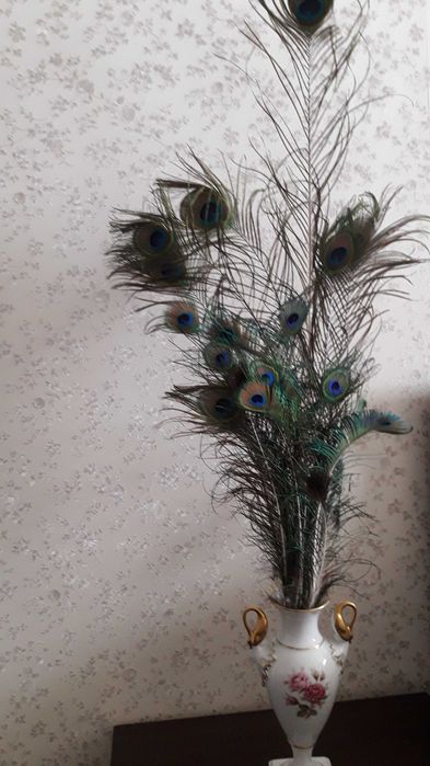 Павлины- красивое перо павлина.
