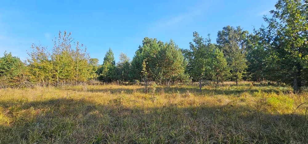 Любимівка, 4 га з лісом, ОСГ