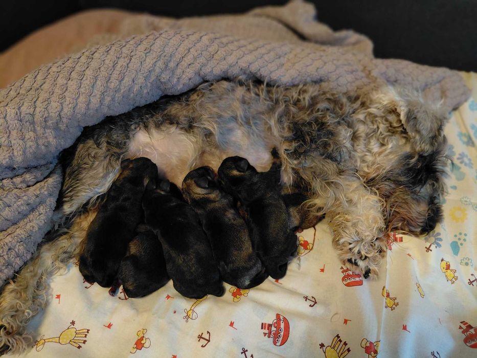 ЦВЕРГШНАУЦЕР 13.01.26 д.н. чекають на люблячу родину