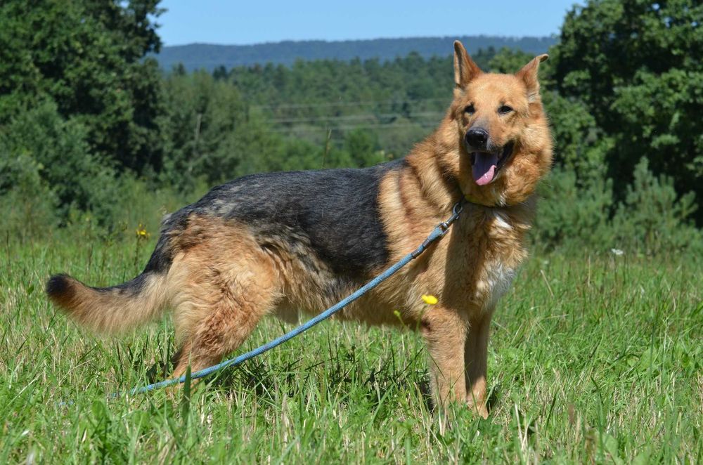 Antonio - do adopcji