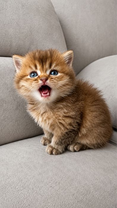 шотландские котята шотландський котик
