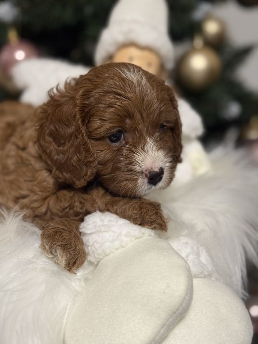 Cavapoo chłopak DO ODBIORU