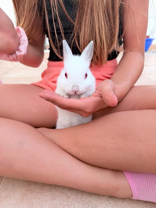 Coelhos anões brancos bebés