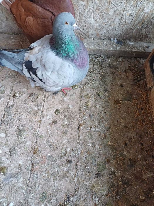 Sprzedam gołębie mondainy