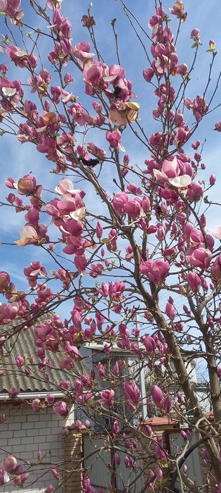 Магнолия Суланжа