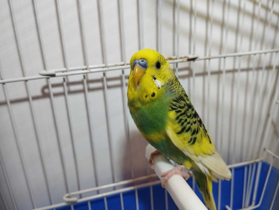 Periquitos australiano, novos