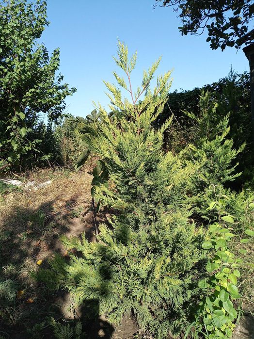 Кипарисовик Купрессоципарис Голд Райдер