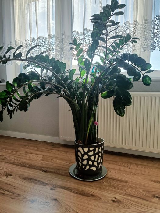 Duży kwiat zamiokulkas