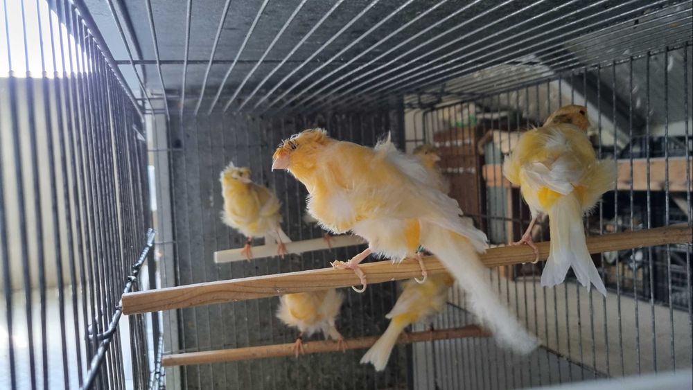 Canarios Frisados Padovanos