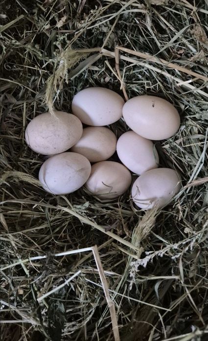 Prawdziwe wiejskie jajka