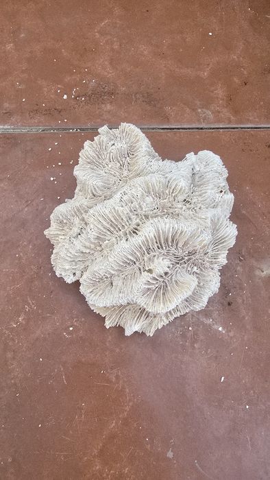 Pedras coralinas e coral morto