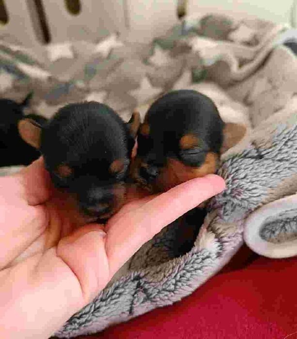 Szczeniaczki szukają nowych domków