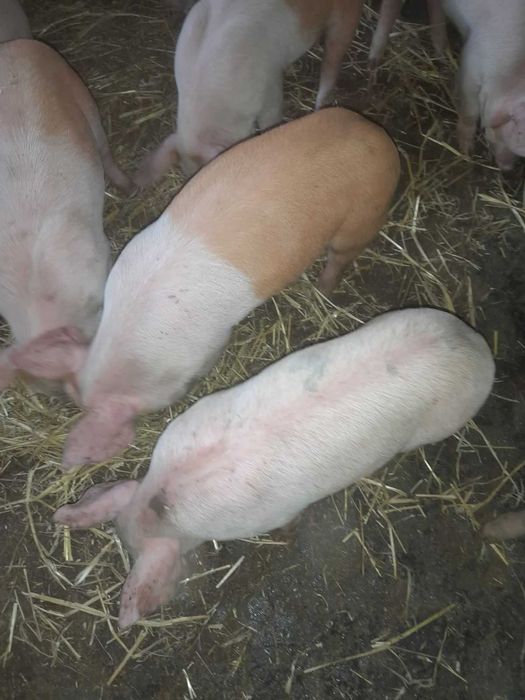Продам поросят !