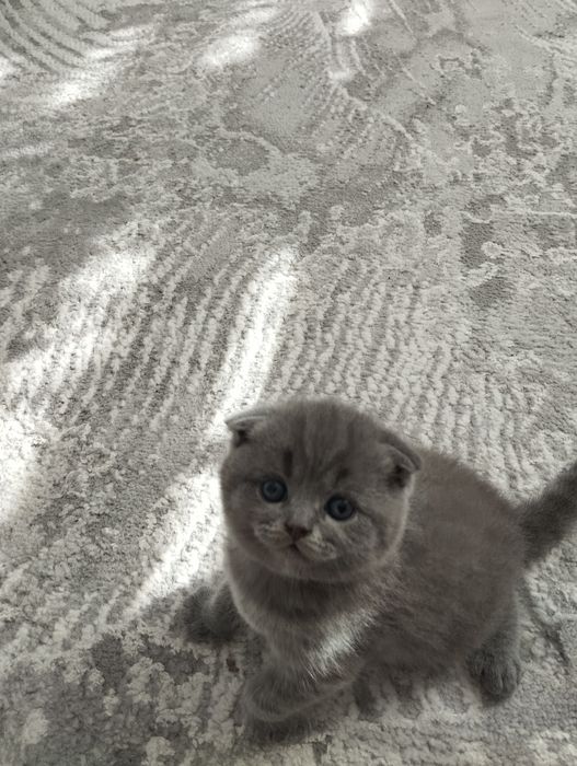 Продаються шотландські котенята