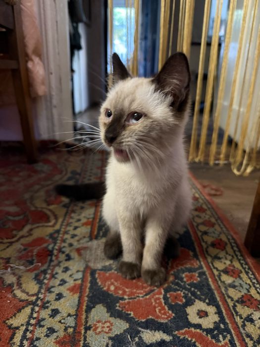 Котик сіамський