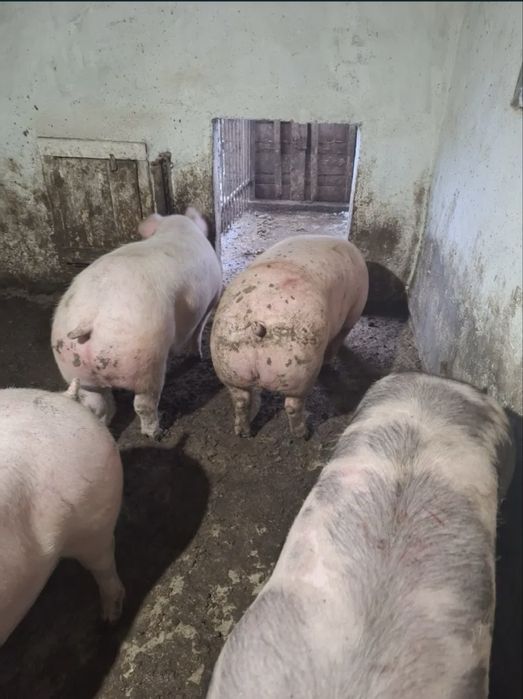 Продам свині , є доставка додому , може бути торг