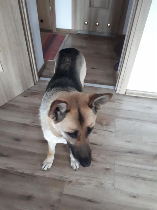 Szuczka w typie ON do adopcji.