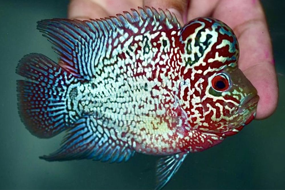 Цитрон Лабеатум Цихлазомы Хорны Попугаи