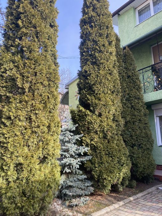 Туя 5 м  3 шт під зріз