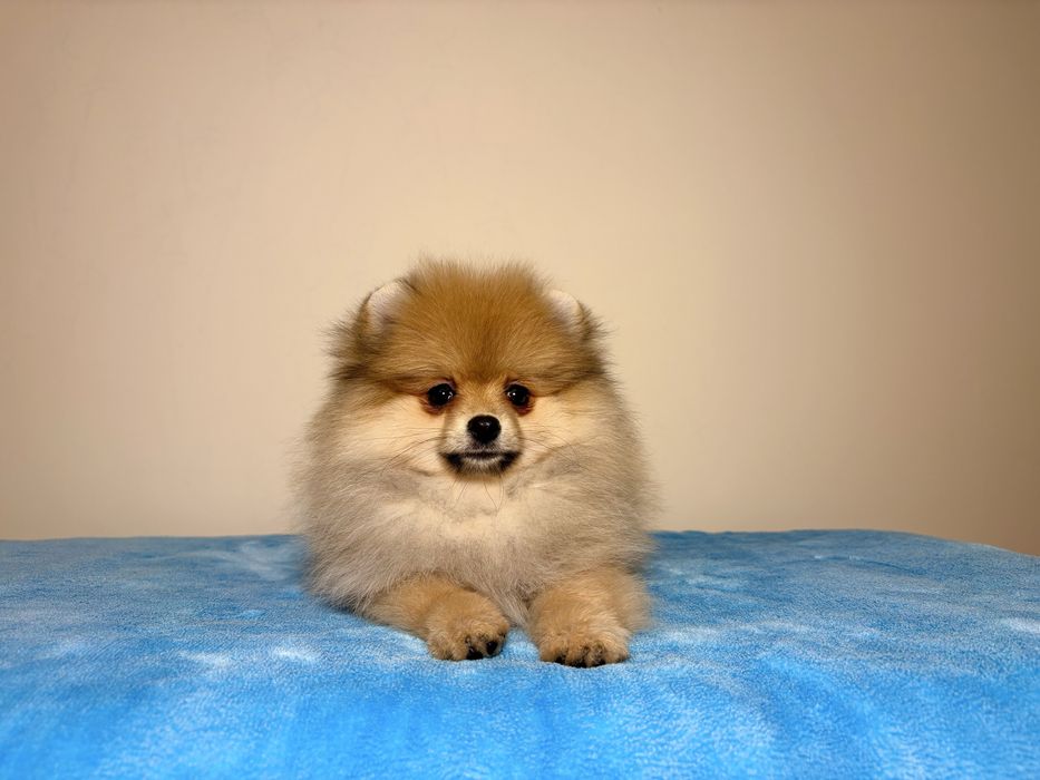 Maleńka księżniczka  – wyjątkowa sunia!