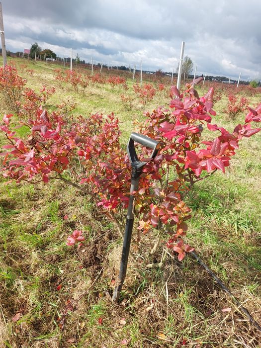 Krzewy borówki amerykańskiej