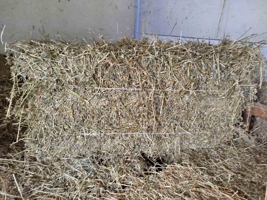 Продам сіно лугове , та сіно люцерни ціну уточнюйте