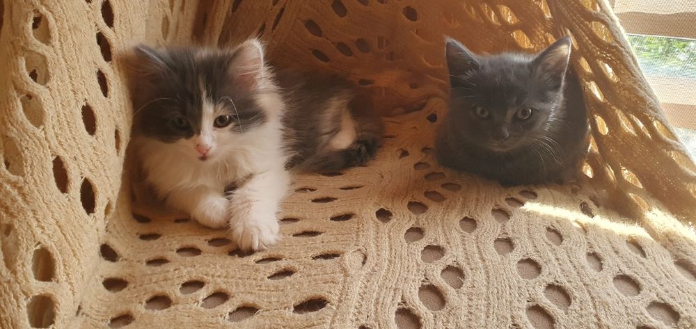 Віддаються котики (дівчатка)