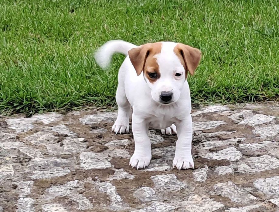 Jack Russell Terrier suczka