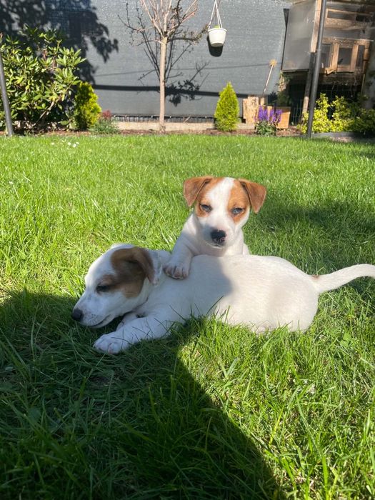 Jack Russell terrier szczeniak