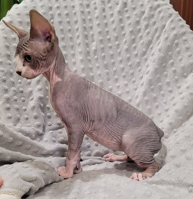 Macho sphynx bebé