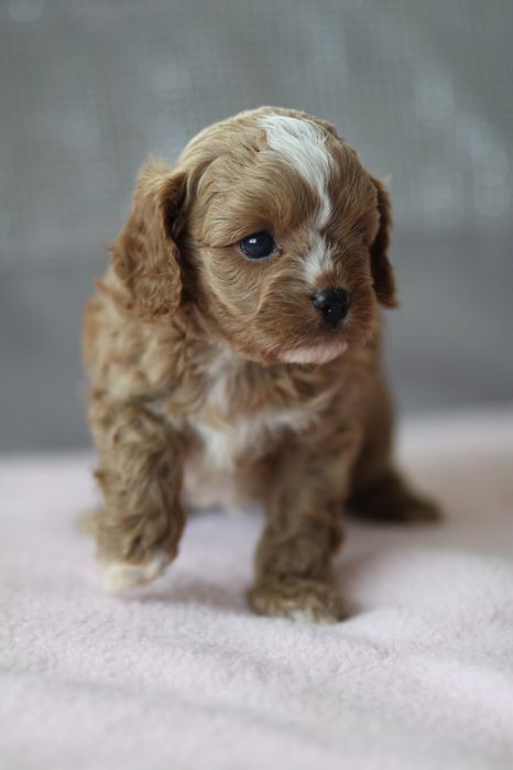 *** Cavapoo śliczna***