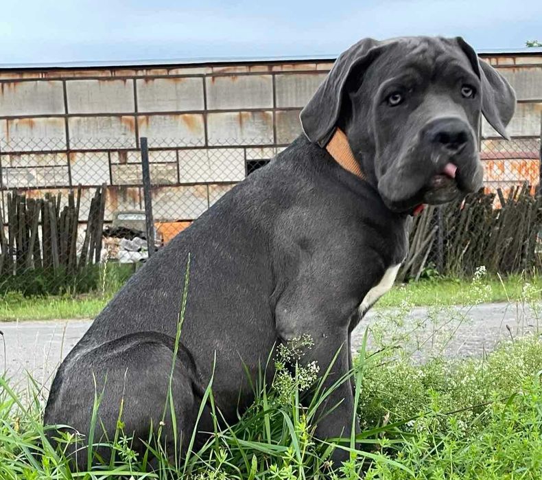 Cірий хлопчик кане корсо