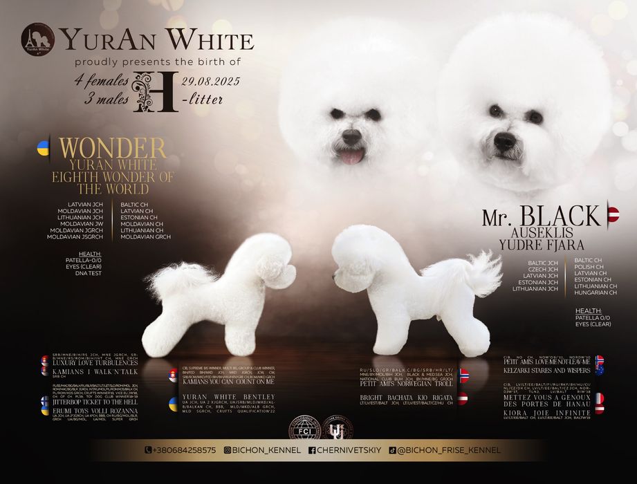 Бішон фрізе. Елітні цуценята від відомих батьків