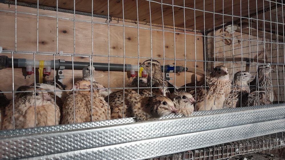 Інкубаційні яйця перепілки