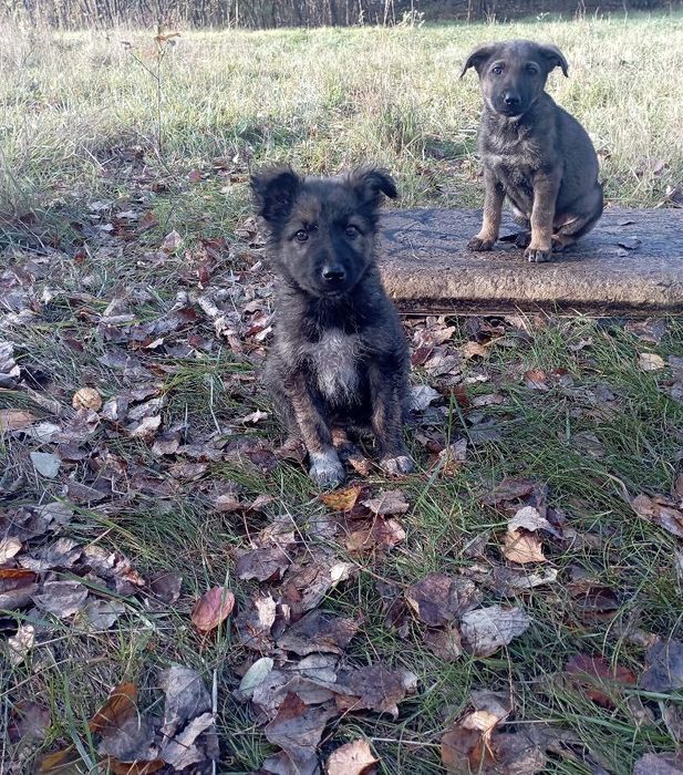 Терміново ПОТРІБНІ родини! Благаємо!