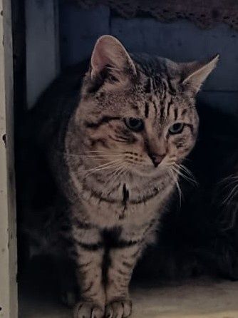 Tico- gato adulto super meigo para adoção